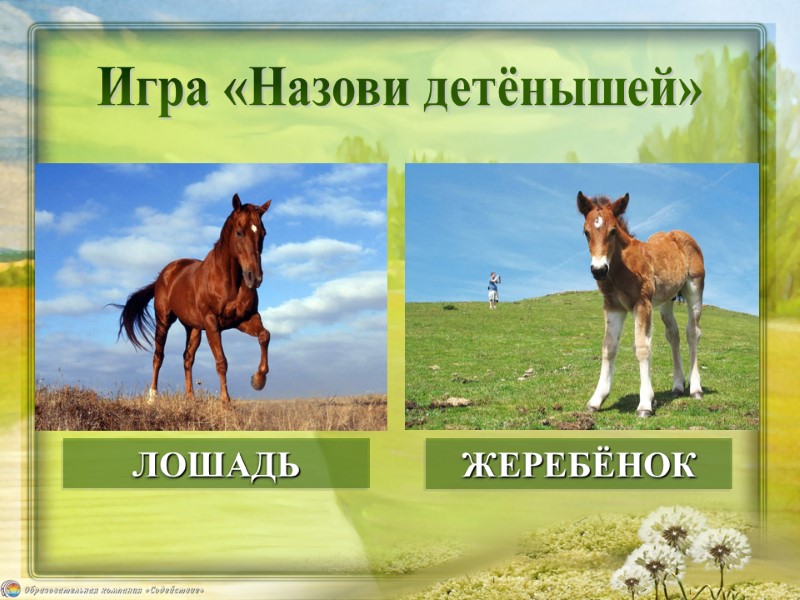 ЖЕРЕБЁНОК ЛОШАДЬ Игра «Назови детёнышей»